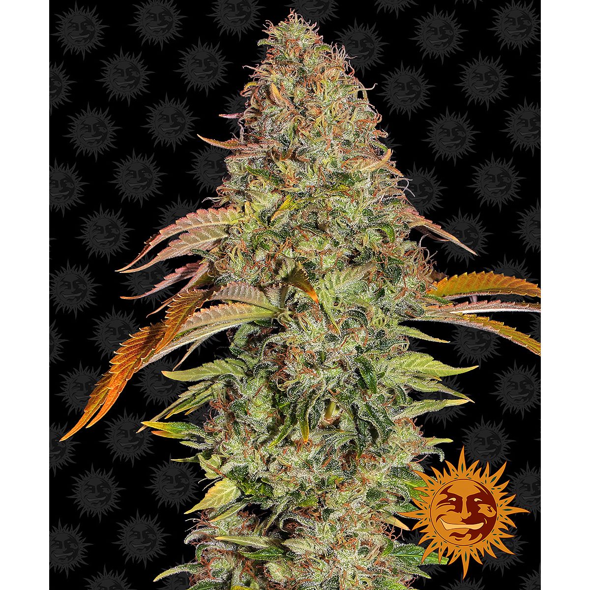 Multi-I 3BZOA Feminized Cannabis Seeds