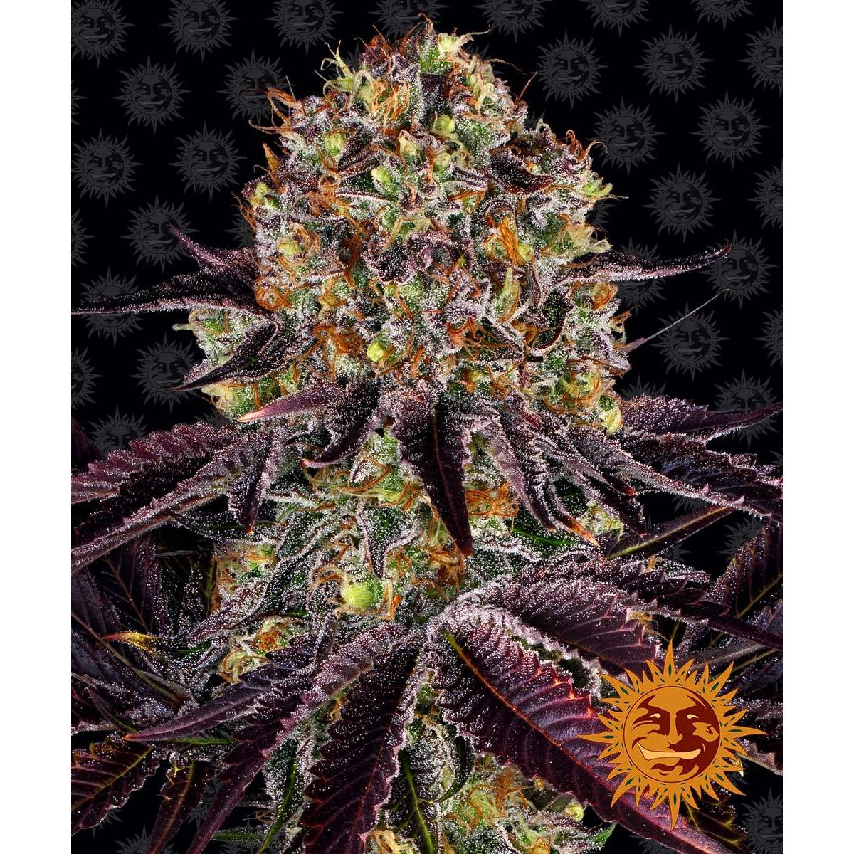 Multi-I Barney's Farm 3BRL Feminized Cannabis Seeds