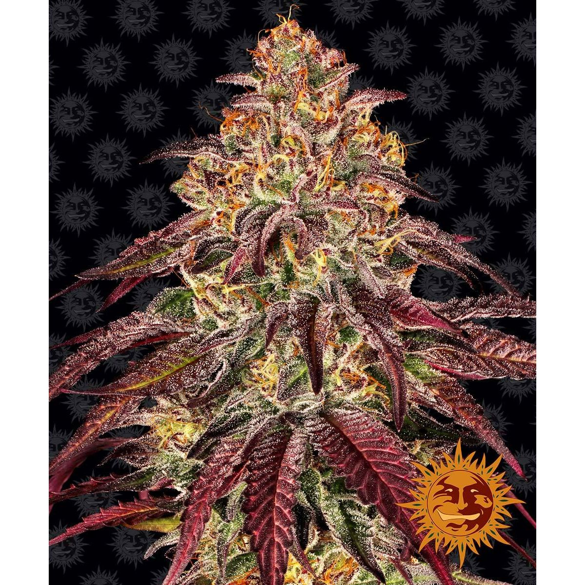 Multi-I Barney's Farm 3BMOA Feminized Cannabis Seeds
