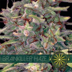 Multi-I Vision Seeds Feminized Cannabis Seeds 3VBH