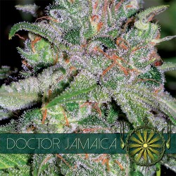 Multi-I Vision Seeds 3VDJ Feminized Cannabis Seeds
