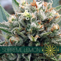 Multi-I Vision Seeds 5VSL Feminized Cannabis Seeds