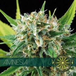 Multi-I Vision Seeds Feminized Cannabis Seeds 5VAMN