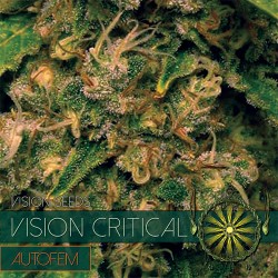 Multi-I Vision Seeds 5VCRITICALA Feminised Cannabis Seeds