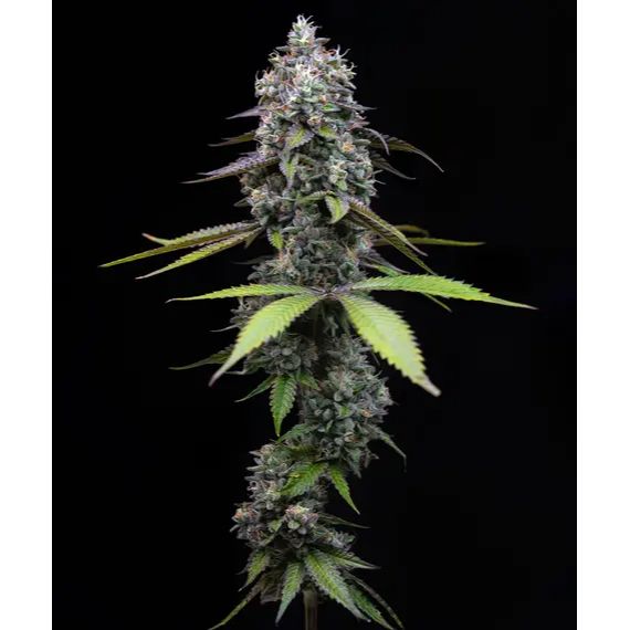 Barney's Farm 3BZP Feminized Cannabis Seeds Wholesale