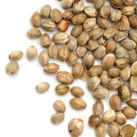 Multi-I BULK-CA Feminized Cannabis Seeds Wholesale