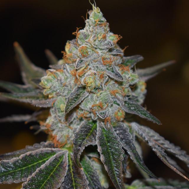 Vision Seeds 3VMIA Feminized Cannabis Seeds Wholesale
