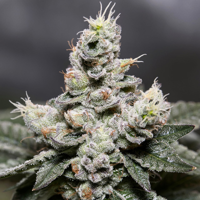 Vision Seeds 3VZA Feminized Cannabis Seeds Wholesale