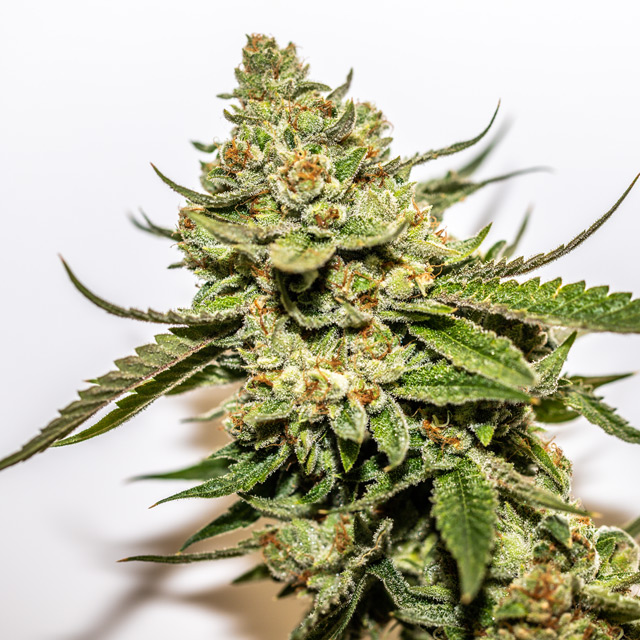 Vision Seeds 3VCM-OG Feminised Cannabis Seeds Bulk